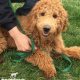 Labradoodle with training lead and dog fence collar