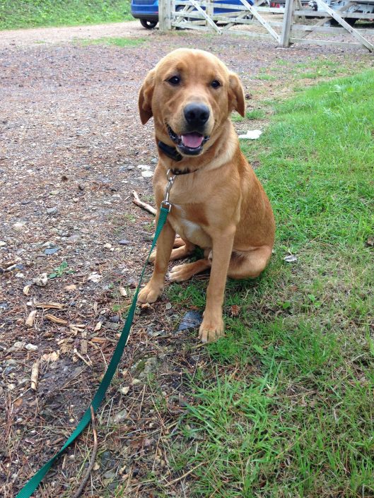 Lizze May Lab Lizzie May the Labrador