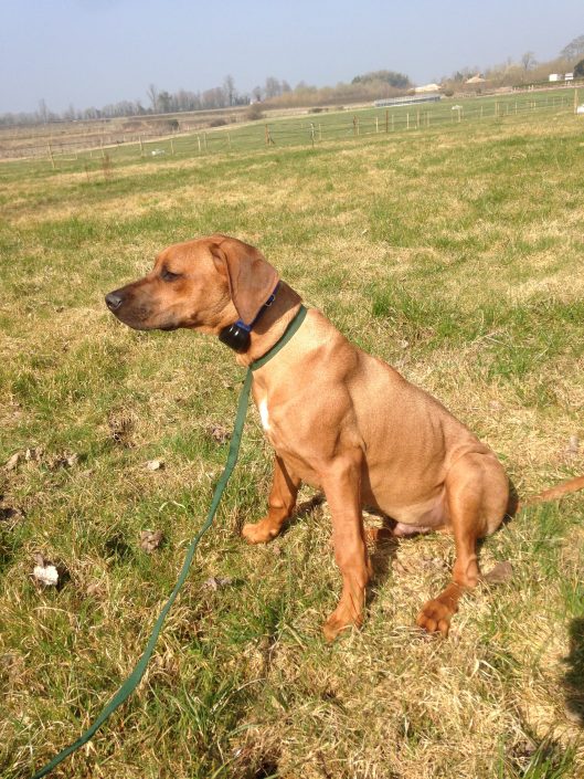 Ridgeback In Training Ridgeback puppy In Dog Fence Training