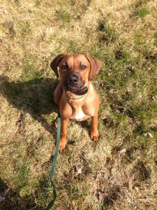 Ridgeback puppy Ridgeback puppy ready to learn the dog fence system
