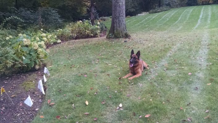 German Shepherd learning the dog fence boundary German Shepherd learning the dog fence boundary
