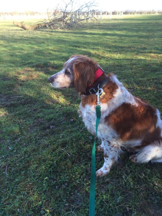 Spaniel in training Spaniel in training