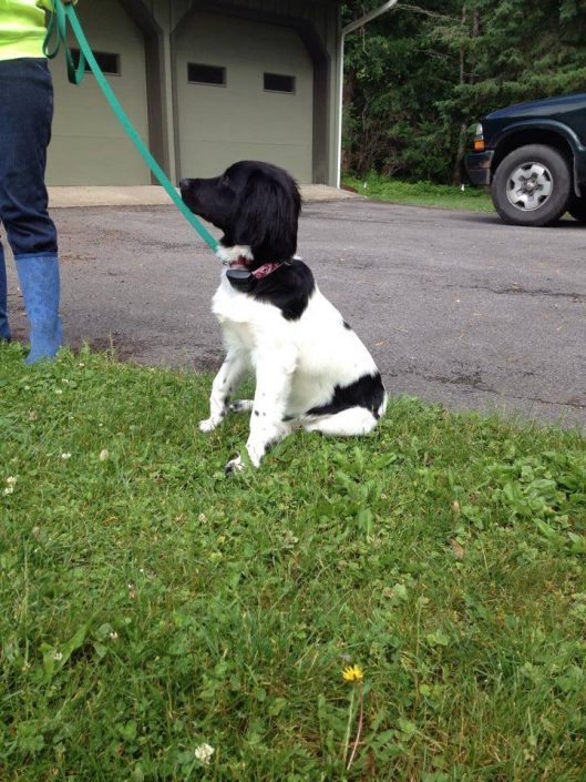 Springer puppy learning the dog fence system Springer puppy learning the dog fence system