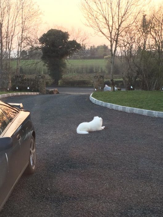 Staying home hidden fence preventing dog from escaping on to road