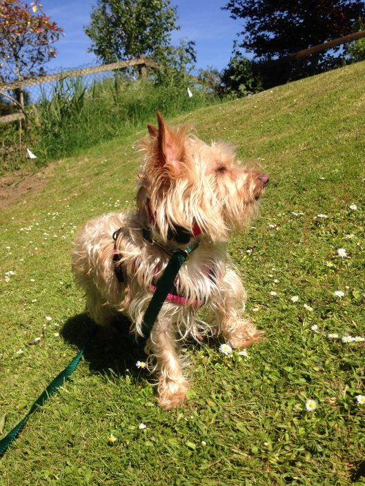 Terrier in Training Terrier in dog fence training