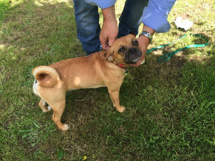 Ward with puggle puggle in invisible dog fence training