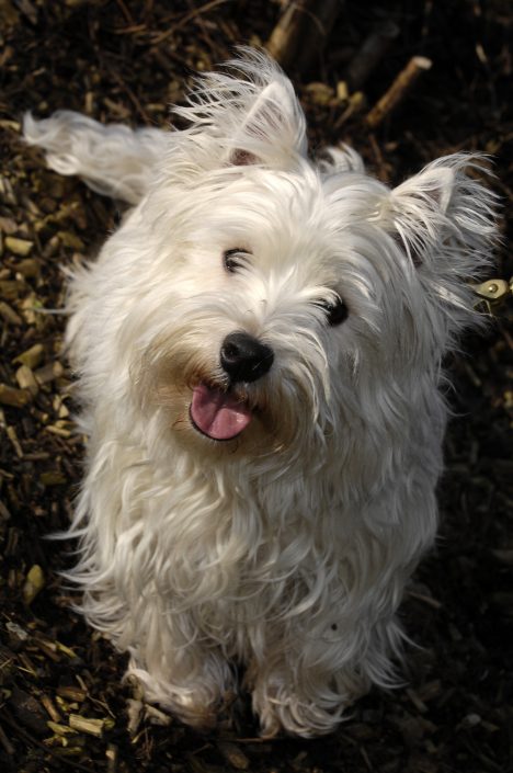 Westie Happy westie