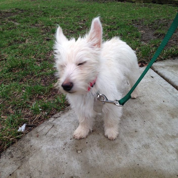 Cute westie puppy Cute westie puppy