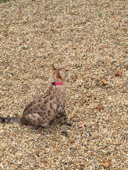bengal with pink collar Bengal cat wearing cat fence collar