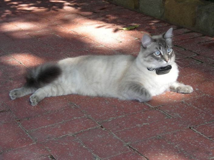cat photo fluffy lying fluffy cat wearing cat fence collar