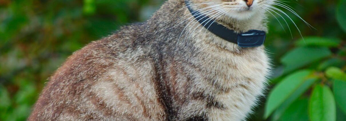 Latest cat fence trainee wearing the mini dog fence collar