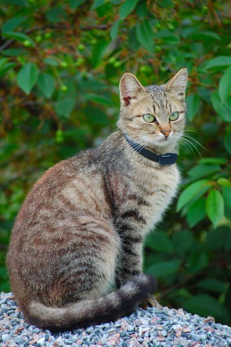 Latest cat fence trainee Latest cat fence trainee