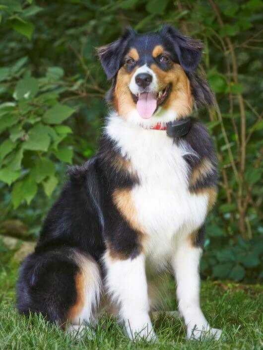 Happy Dog Fence Customer Happy Dog Fence Customer