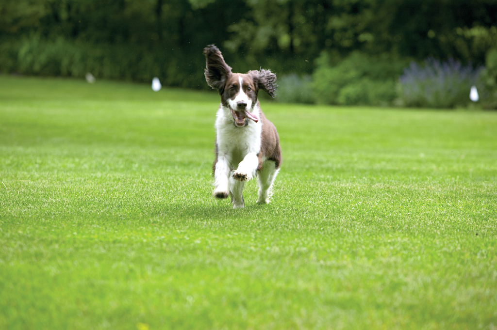 springer spaniel running with dog fence flags in background