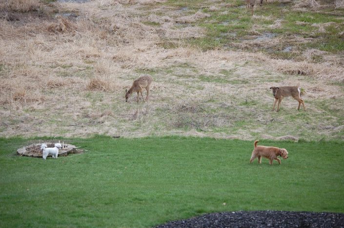 two dogs and herd of deer
