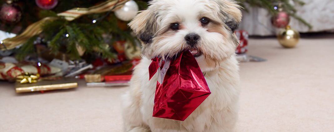 Puppy Unaware of Canine Christmas Dangers