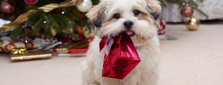 Puppy Unaware of Canine Christmas Dangers