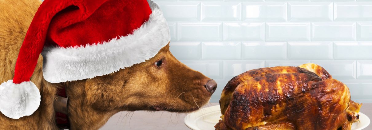 christmas dog staring at a roast chicken