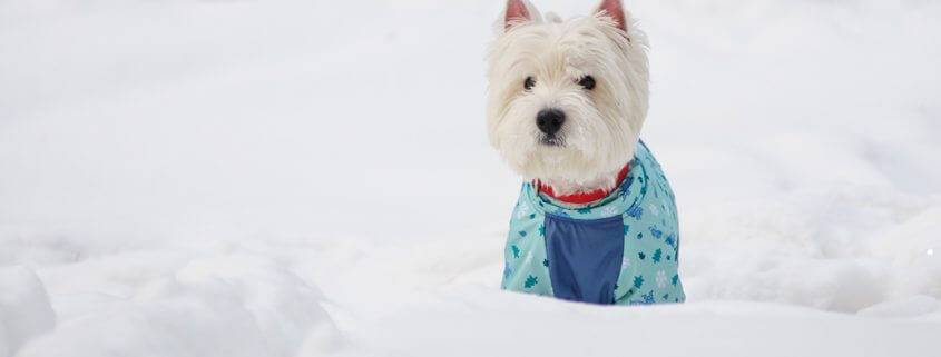 dog winter clothes