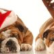bulldogs sleeping next to a christmas tree