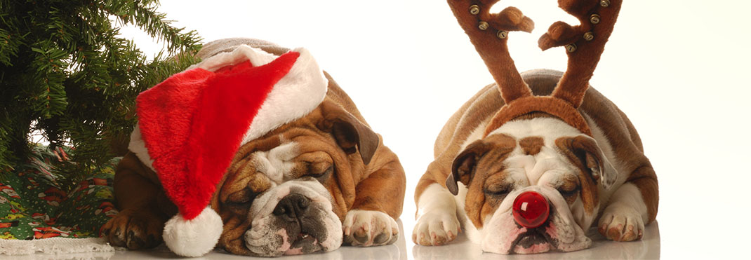 bulldogs sleeping next to a christmas tree