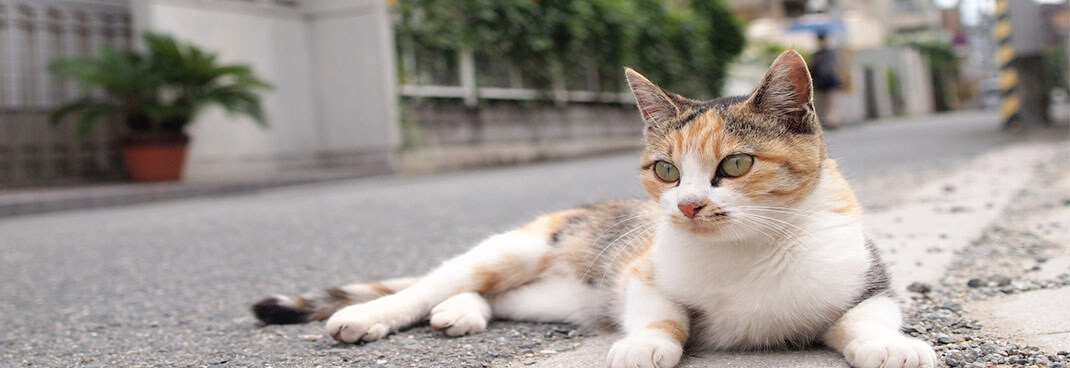 cat laying in the road not contained by dog fence