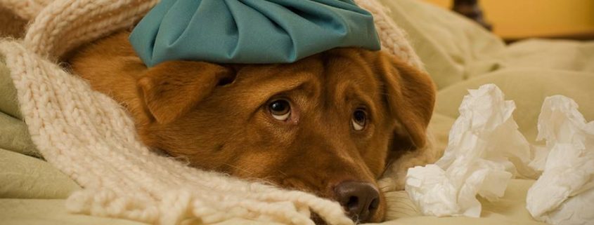 sick puppy with ice pack on his head