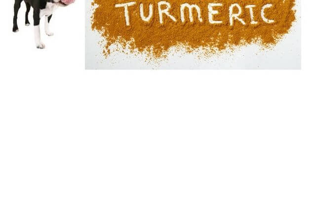 Using turmeric for dogs