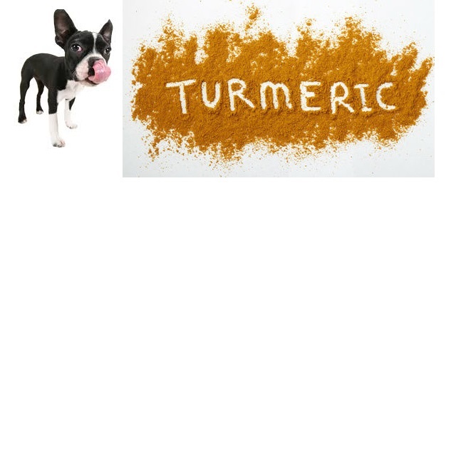 Using Turmeric for dogs to assist with Health Problems DogFence