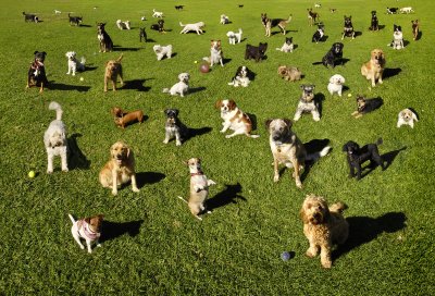 Large group of dogs with no dog fence collars