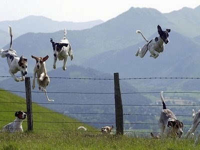 Dogs and Fences - Do They Go Together? - DogFence