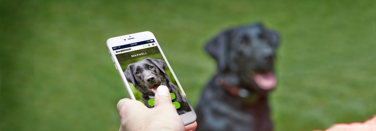 the new dog fence smart fence app