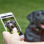 the new dog fence smart fence app