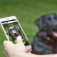 the new dog fence smart fence app