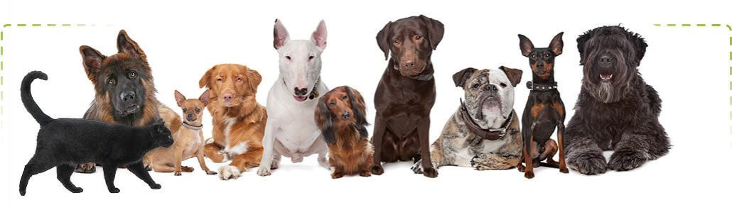 a line of dogs all wearing dog fence collars