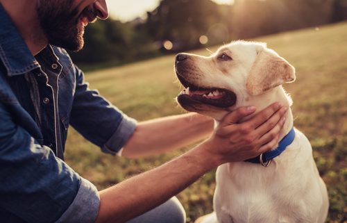 Labrador wearing an electric dog fence collar - these collars are also called containment fences