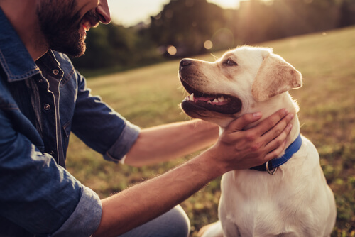 Labrador wearing an electric dog fence collar - these collars are also called containment fences