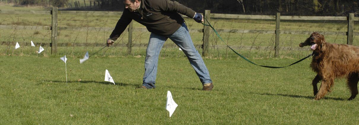 A dog in training on a DogFence electronic dog fence systems