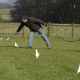 A dog in training on a DogFence electronic dog fence systems