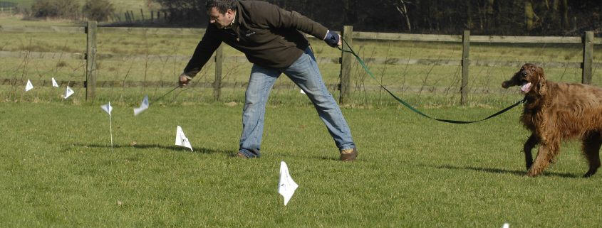 A dog in training on a DogFence electronic dog fence systems