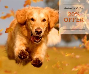 DogFence Autumn Offer dog fence, dog running away