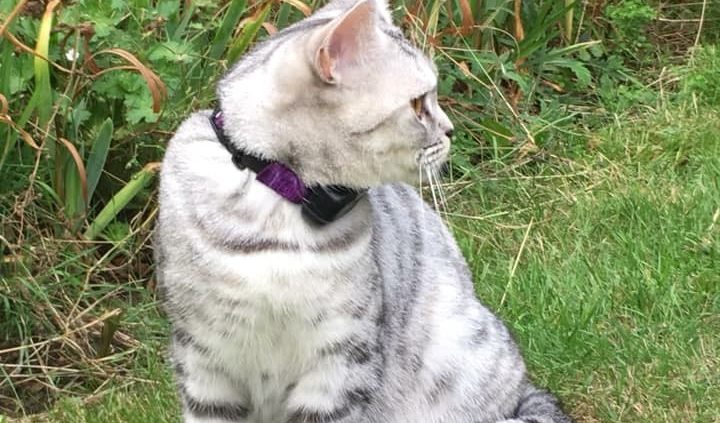 side view of dog fence collar on cat