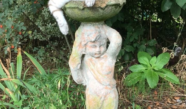 cat in bird bath wearing cat fence collar