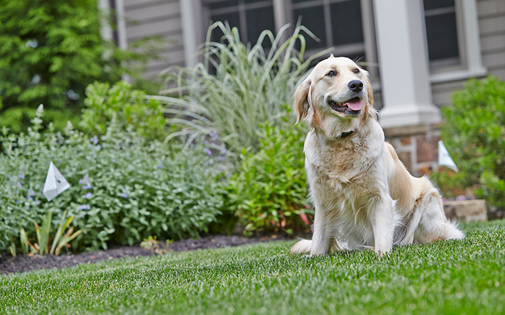 Golden retriever trained to electric dog fence boundary with flags