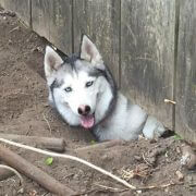 dog digging under fence