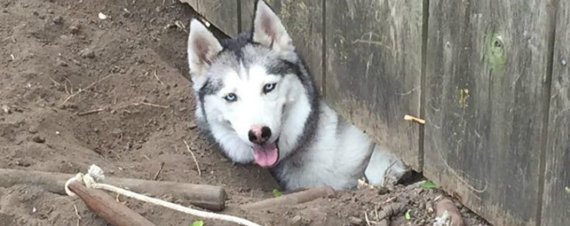 husky dog escaping out of garden