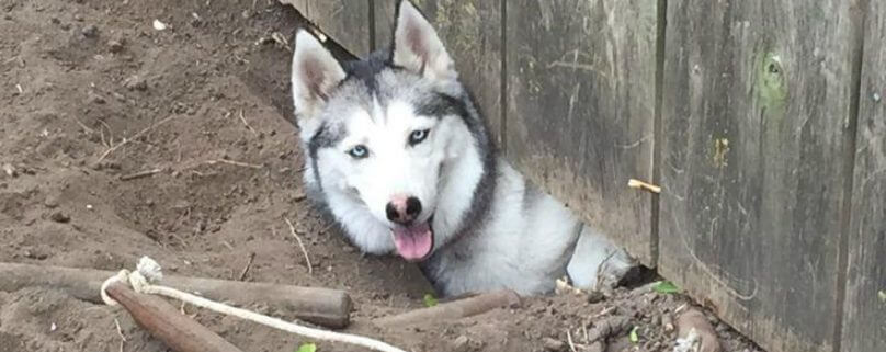 Husky climbing outlet fence