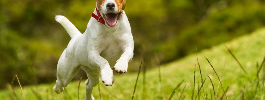 containment fence lets dog run free in field