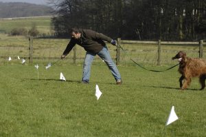 dog fence training with trainer and flags