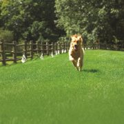 Golden Retriever running along boundary marked with containment fences